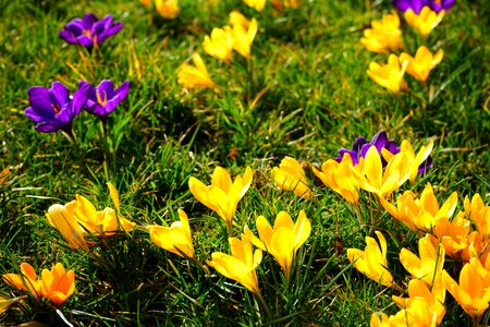 Flower spring bühen photo