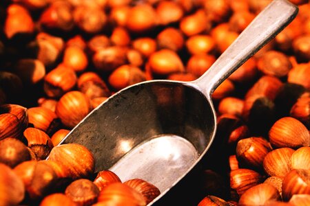 Hazelnuts