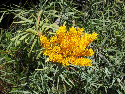 Acacia Pycnantha bloom blossoming
