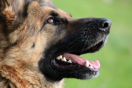 Animal canino german shepherd photo