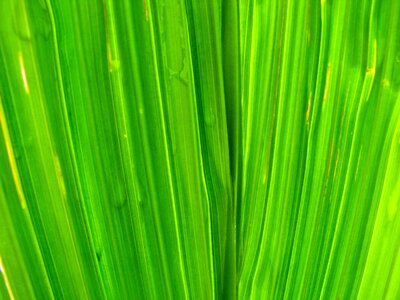 Plant leaf natural