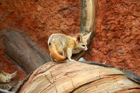 Zoo cute little