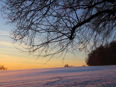 Branches wintry winter mood