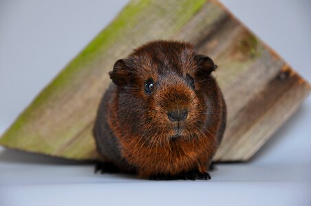 Young animal small animals pet
