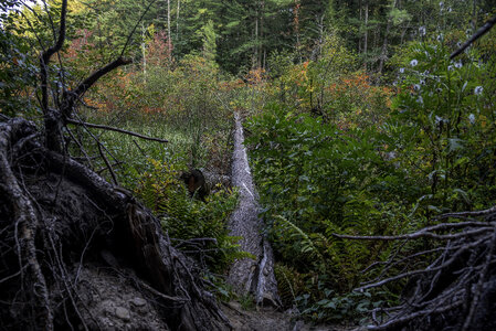 Fallen Tree in the forest with colors turning photo