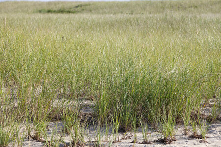 Nantucket National Wildlife Refuge beach grass