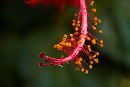Hibiscus Flower Close