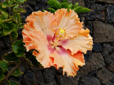 Bloom flower marshmallow photo