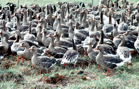 Bird geese white photo