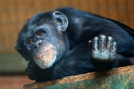 Chimpanzee eyes face photo