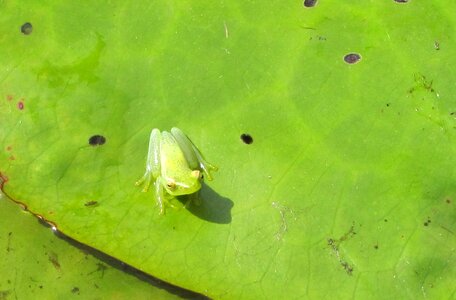 Green botswana chobe