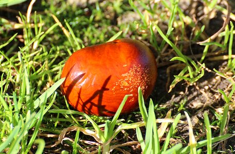 Tree fruit fruit autumn photo