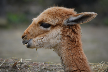 The vicuña animal mammal