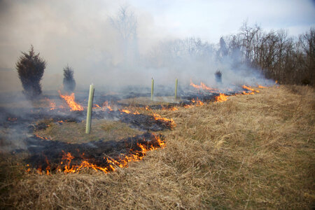 Creating fire break around tree-1