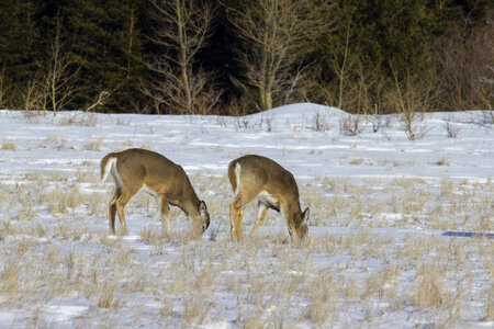 White-tailed deer in snow-1 photo