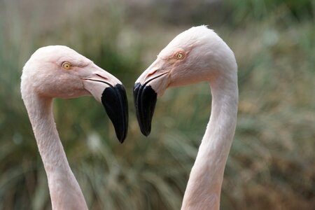 Flamingos young water bird