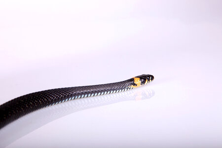 Grass-snake