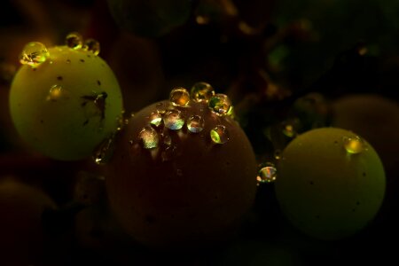 Condensation dawn dew