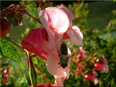 Bee insect nature summer photo