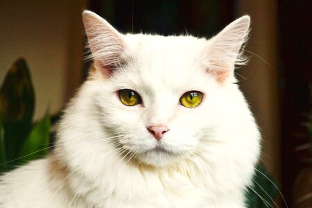 Beautiful Photo cat domestic cat photo