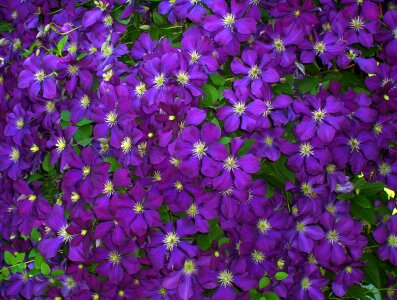 Purple blue green leaves