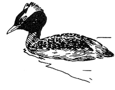 Aquatic Bird art line