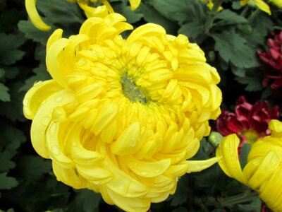 Plant park yellow