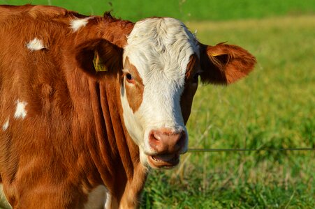 Cute ruminant meadow