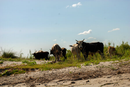 Herd of Cows on the Field photo