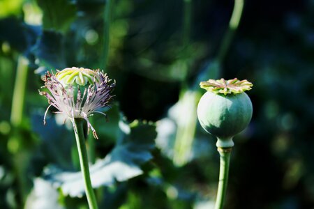 Remnant of bloom round veined