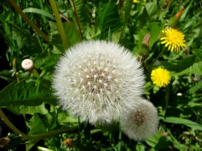 A mature dandelion that has gone to seed. photo