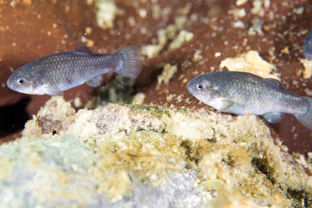 Captive Devils Hole pupfish-3