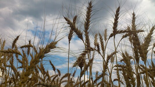 Wheat meadow cloud