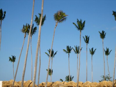 Dominican republic palm trees beach photo