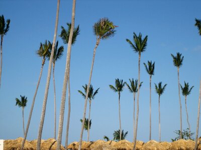 Dominican republic palm trees beach