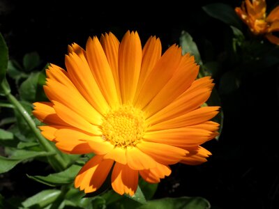 Bright garden flower summer