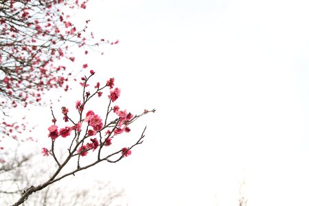 Japanese peace park march plum blossom