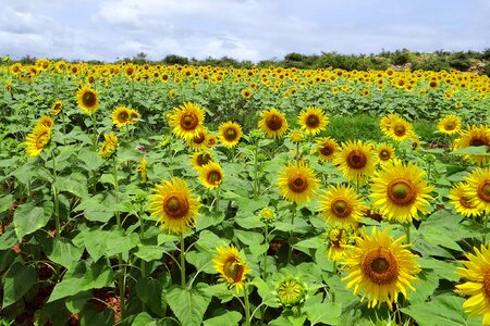 Flowers yellow travel