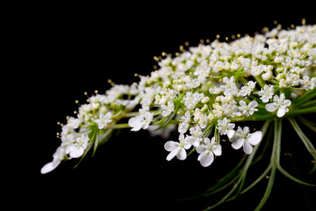 White Flowers Isolated photo