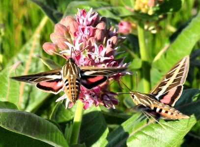 Asclepias Speciosa Asclepias syriaca hummingbird