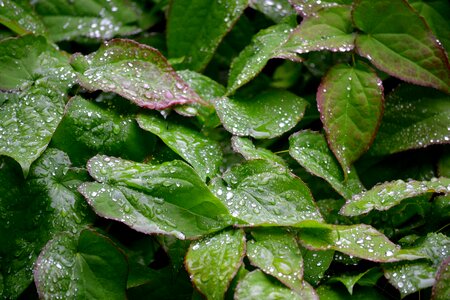 Water rain green