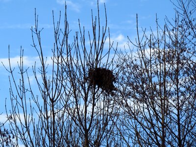 Tree hatchery bird breeding