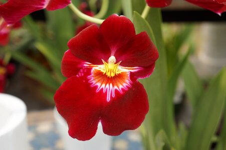 Closeup of pansy flowers photo