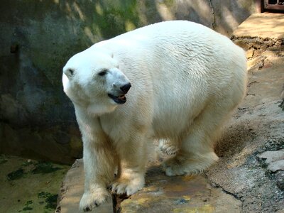Nature animal fur