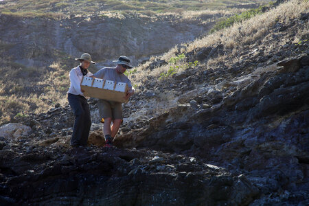 Nihoa Millerbird Translocation-1
