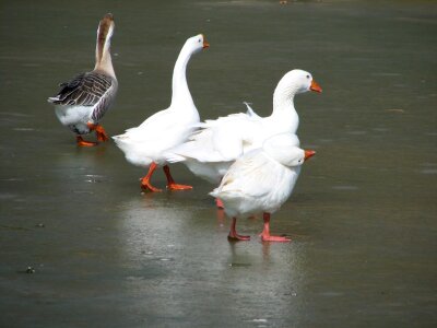 Pond frozen water photo