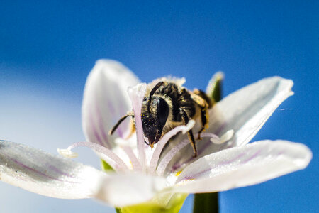 Honey Bee Collecting Pollen from White Flower against Blue Sky photo