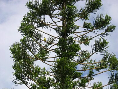 Branch branches conifer