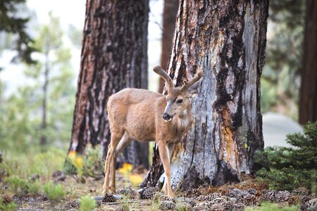 Animal antler deer
