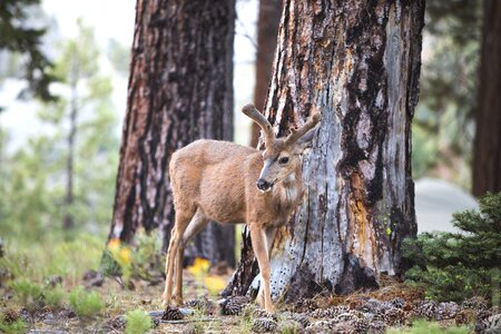 Animal antler deer photo